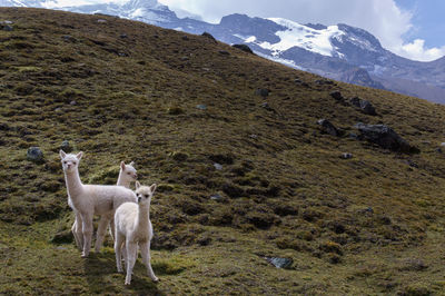 Alpacas on grassy hill