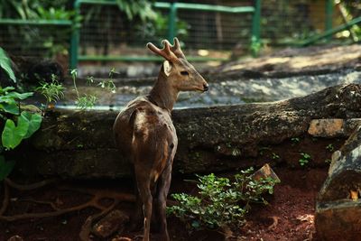 Deer by tree trunk at zoo