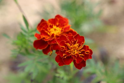 Close-up of red flower