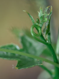 Macro shot of tendril