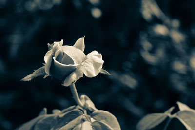 Close-up of white flowering plant