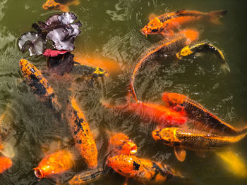 High angle view of koi carps swimming in lake