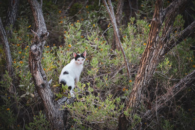Cat in a forest