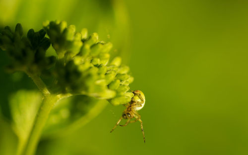 Close-up of insect on plant