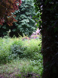 Trees and plants growing on field