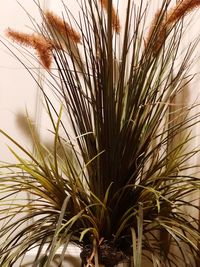 Close-up of wheat plants