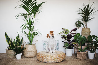 Potted plants on table against wall at home