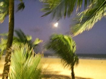 Close-up of palm trees against sky