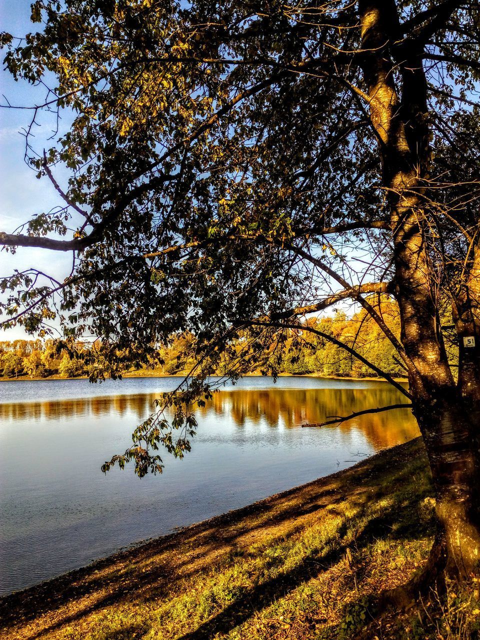 REFLECTION OF TREE IN LAKE AGAINST SKY