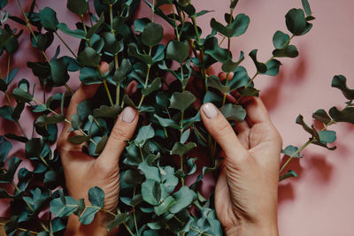 Cropped hands holding plant on table