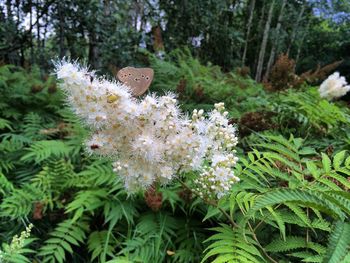 White flowers growing on tree