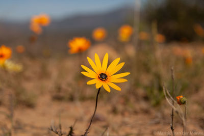 Close-up of yellow flowering plant on land