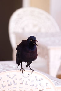 Close-up of bird perching on table