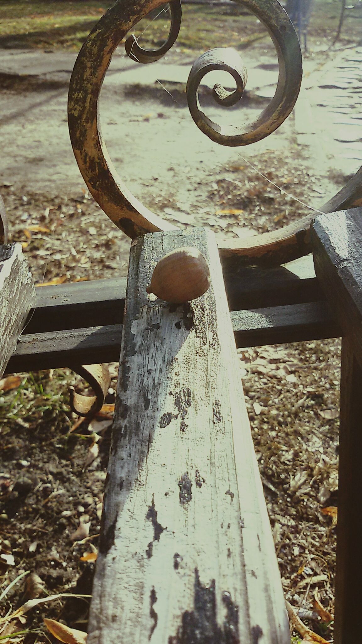 Acorn on bench