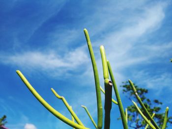 Low angle view of plant against blue sky