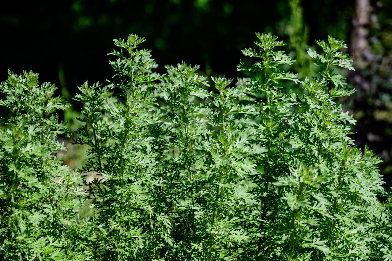 CLOSE-UP OF FRESH GREEN LEAVES ON PLANT