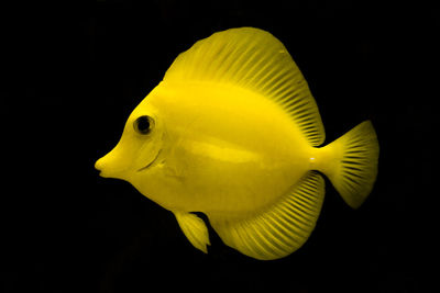 Close-up of fish underwater