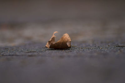 Close-up of rocks