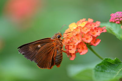 Close-up of butterfly pollinating on flower