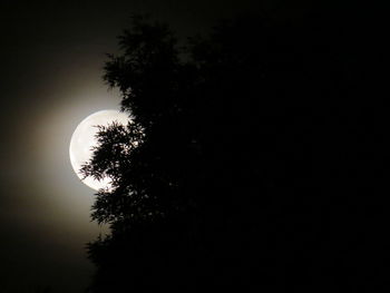 Low angle view of silhouette tree against sky at night