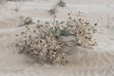 High angle view of plants on beach