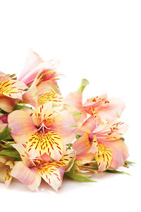 Close-up of pink flowers against white background