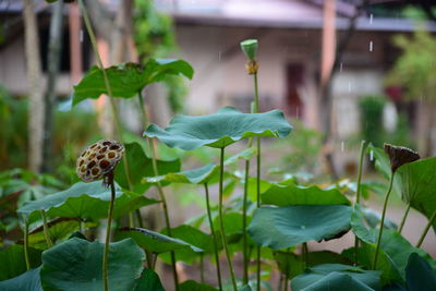 Close-up of butterfly on plant