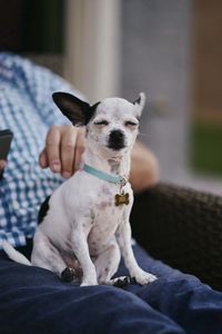 Portrait of dog sitting on floor