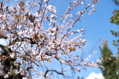 Low angle view of cherry blossoms against sky