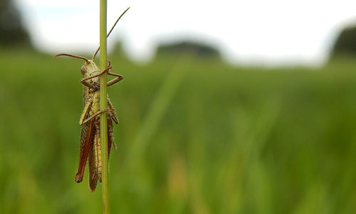 Close-up of insect