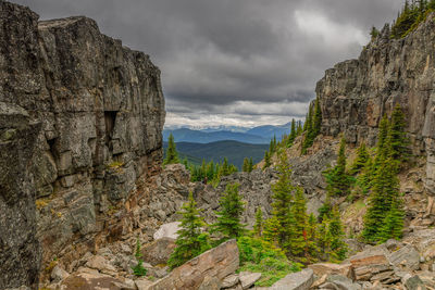 Plants growing on rock against sky