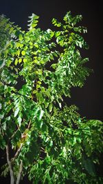 Low angle view of fresh green leaves