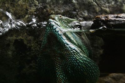 Close-up of lizard in sea