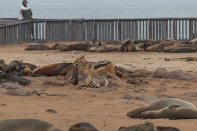 View of animal on beach