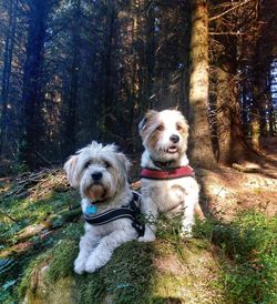 Portrait of a dog on tree trunk