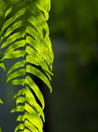 Close-up of fern leaves