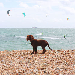 Sea view with dog in foreground 