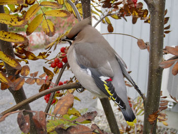 Close-up of bird perching on tree