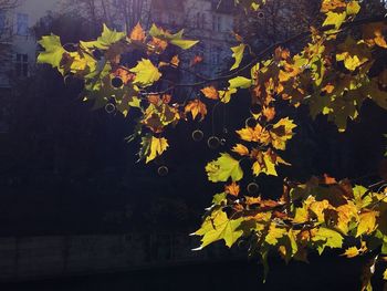 Leaves on plant