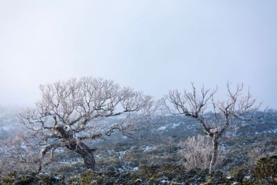 Low angle view of bare tree against sky