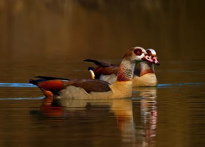 animal themes