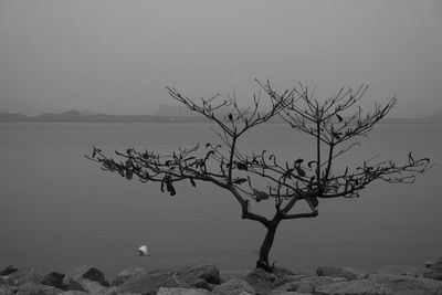 Bare tree by sea against sky