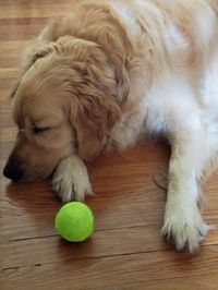 High angle view of dog lying down on hardwood floor