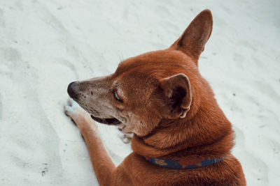 High angle view of a dog looking away