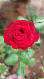 Close-up of red rose blooming outdoors