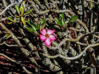 Close-up of honey bee on flower