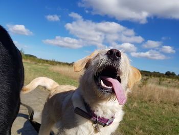 Dog looking away on field