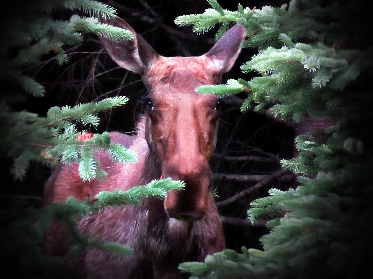 screenshot, darkness, animal, animal themes, animal wildlife, nature, one animal, no people, mammal, animal body part, wildlife, pink, plant