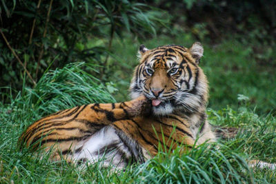 View of a cat on grass