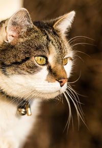 Close-up portrait of cat